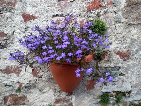 Fiori alla Certosa di Pesio
