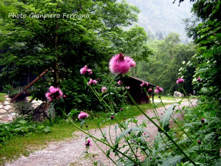 Verso il Pian delle Gorre in valle Pesio