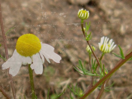 Camomilla nei campi