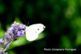 /album/galleria-foto/farfalla-2-jpg/