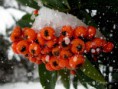 /album/galleria-foto-inverno/img-8780-jpg1/