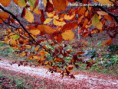 /album/galleria-foto-autunno-in-valle-pesio/img-69677-jpg/