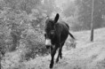 /album/galleria-foto-autunno-in-valle-pesio/asino-nero-bn-jpg/