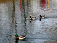 /album/galleria-foto-oche/img-8972-800-jpg/